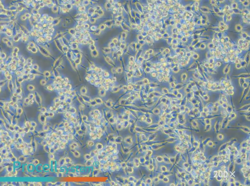 BV2-EGFP Cell Complete Medium - small - 4