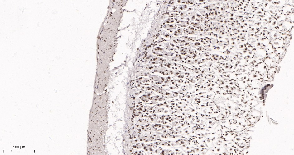 Recombinant Rad21 Monoclonal Antibody - small - 3