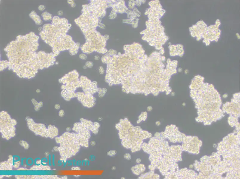 D341Med Cell Complete Medium - 1