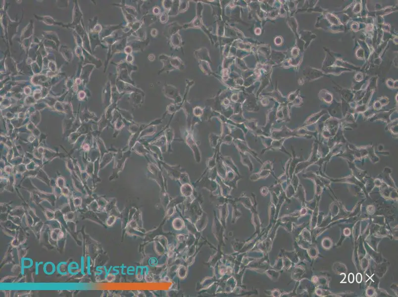 MFC Cell Complete Medium - small - 5