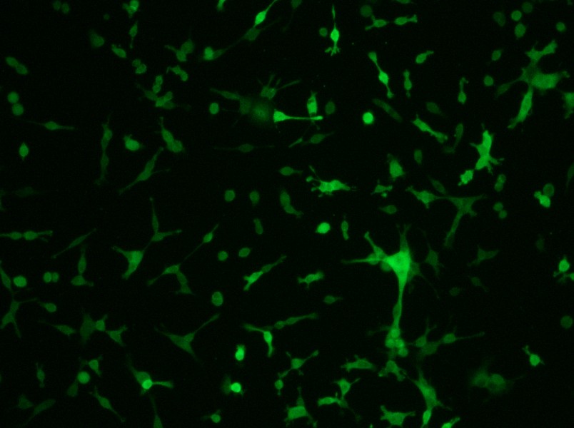 CT26.WT-GFP Cell Complete Medium - 8