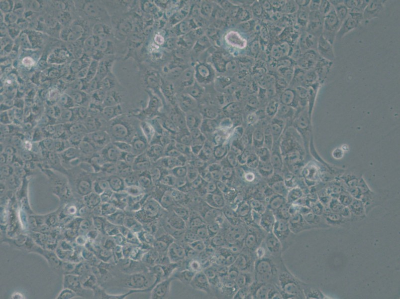 SAS Cell Complete Medium - 5