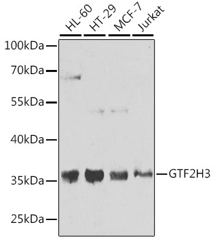 Western blot analysis of extracts of various cell lines using GTF2H3 Polyclonal Antibody at 1:1000 dilution.