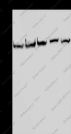 HSPA9 Polyclonal Antibody - 1