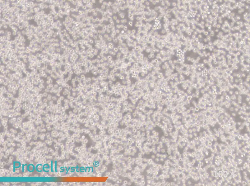 NALM-6 Cell Complete MediumNALM-6 Cell Complete Medium - 2