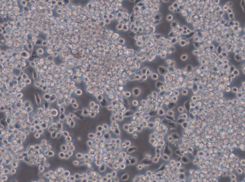 Y3-Ag 1.2.3 Cell Complete Medium - 6