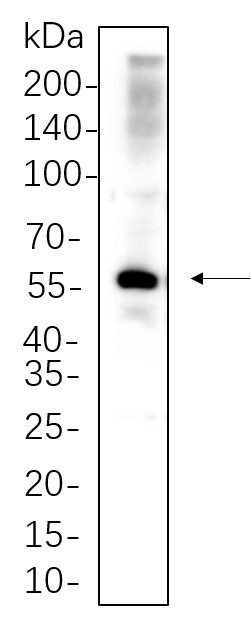 Recombinant PAX-8 Monoclonal Antibody-searchlist-1