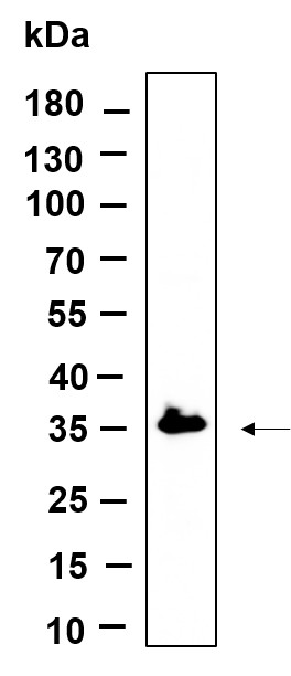 Recombinant C7orf42 Monoclonal Antibody-searchlist-1