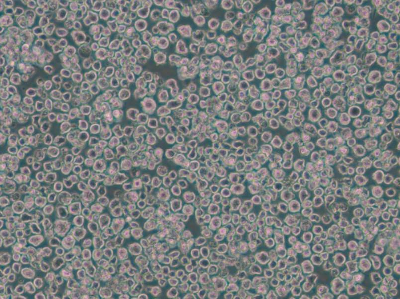 EL4 Cell Complete Medium - 6