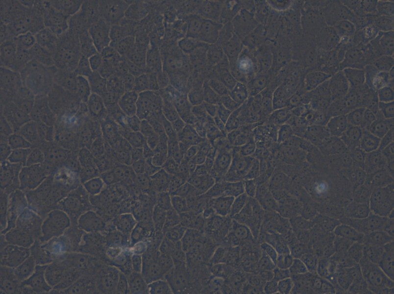 SCaBER Cell Complete Medium - small - 4