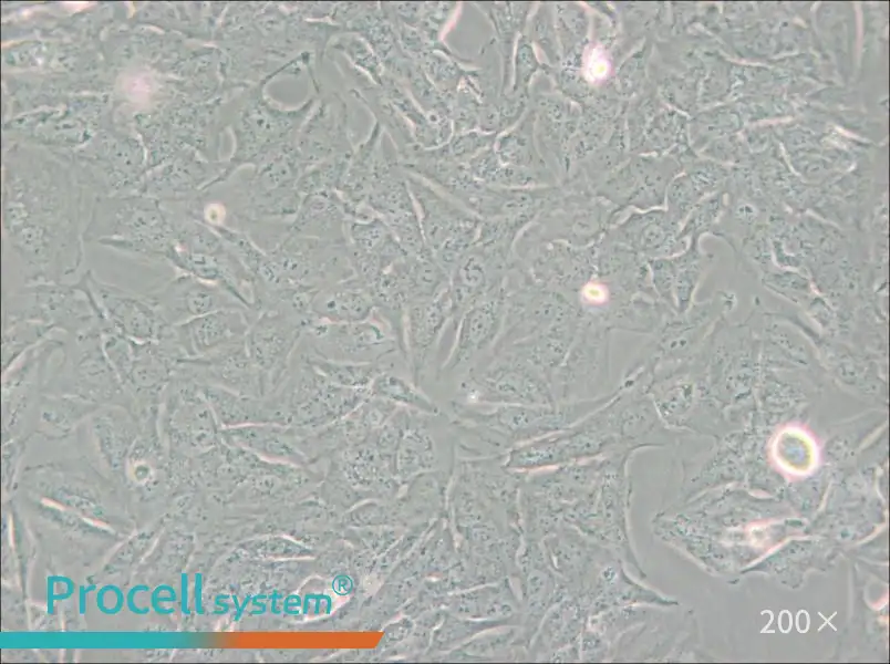 TCCSUP Cell Complete Medium - small - 5