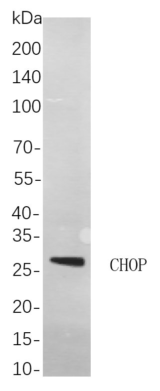 Recombinant CHOP Monoclonal Antibody-searchlist-1