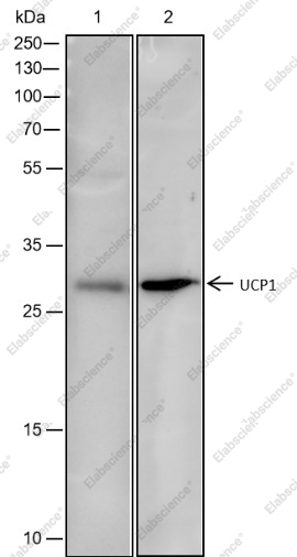 Recombinant UCP1 Monoclonal Antibody - 1