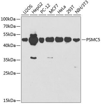 Western blot analysis of extracts of various cell lines using PSMC5 Polyclonal Antibody at dilution of 1:1000.