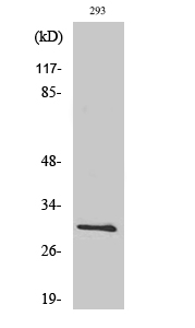 Western Blot analysis of 293T cells using Bcl-x Polyclonal Antibody at dilution of 1:500.