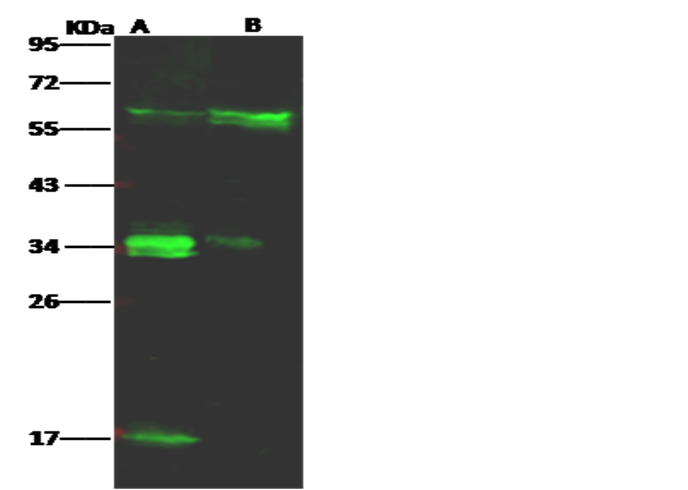 Recombinant LFA-3/CD58 Monoclonal Antibody - small - 2