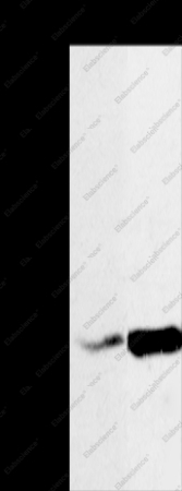 NDUFA10 Polyclonal Antibody - 1