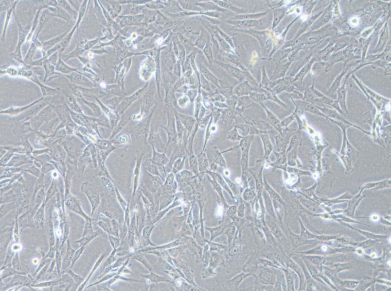 SK-LMS-1 Cell Complete MediumSK-LMS-1 Cell Complete Medium - 3