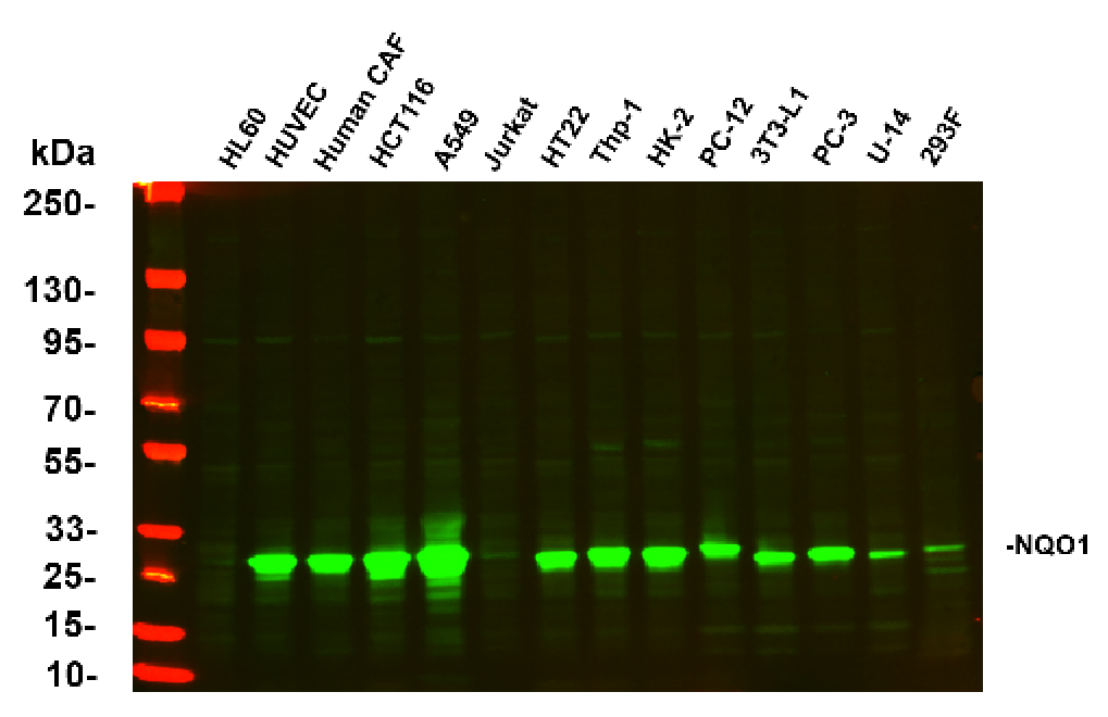 Recombinant NQO1 Monoclonal Antibody - 2
