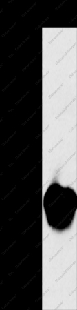 MYL3 Polyclonal Antibody - 1
