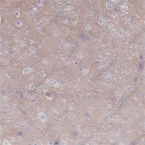 Recombinant CD47 Monoclonal Antibody - 4