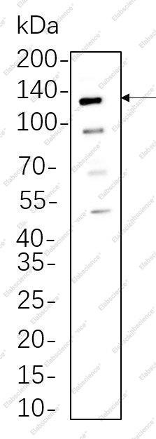 Recombinant Axl Monoclonal Antibody - 1