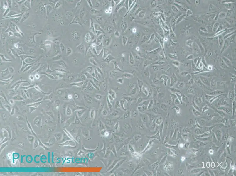 A875 [A-875] Cell Complete Medium - 1