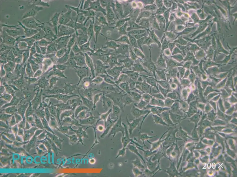 NCI-H3122 Cell Complete Medium - small - 6