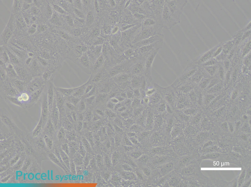 CV-1 Cell Complete Medium - small - 6