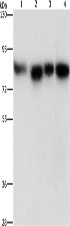 Western Blot analysis of Hela, 231, hepG2 and Raji cell using MAD1L1 Polyclonal Antibody at dilution of 1:500