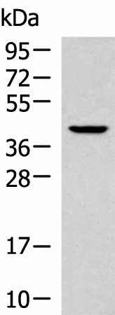 Western blot analysis of 293T cell lysate  using KLF6 Polyclonal Antibody at dilution of 1:800