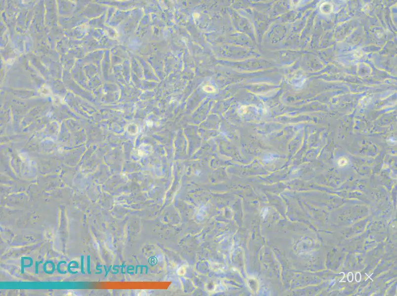 NCI-H2009 Cell Complete Medium - 4