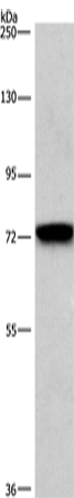 Western Blot analysis of NIH/3T3 cell using CD239 Polyclonal Antibody at dilution of 1:476