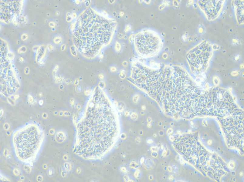 LC-2/ad Cell Complete Medium - 5