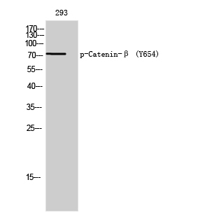 Western Blot analysis of 293T cells with Phospho-Catenin beta (Tyr654) Polyclonal Antibody