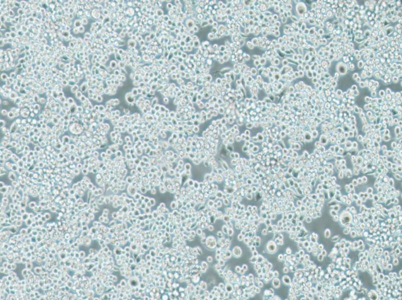 Lu-65 Cell Complete MediumLu-65 Cell Complete Medium - 3