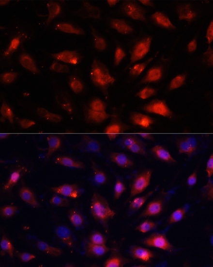 Immunofluorescence analysis of NIH/3T3 cells using ENO3 Polyclonal Antibody at dilution of  1:100. Blue: DAPI for nuclear staining.