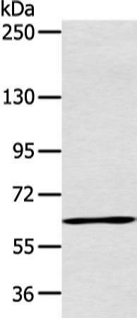 Western blot analysis of Raji cell  using ATG16L1 Polyclonal Antibody at dilution of 1:600