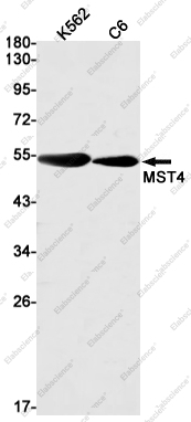 Recombinant MST4 Monoclonal Antibody - 1