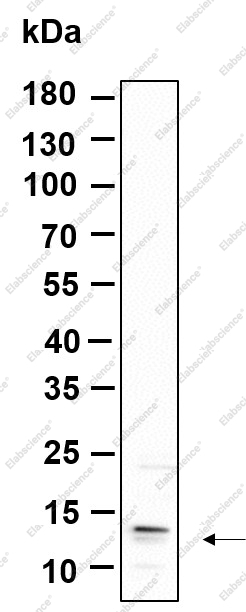 Recombinant C17orf61 Monoclonal Antibody - 1