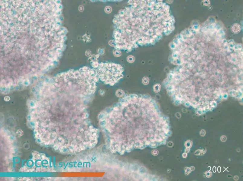 TMD8 Cell Complete Medium - 5