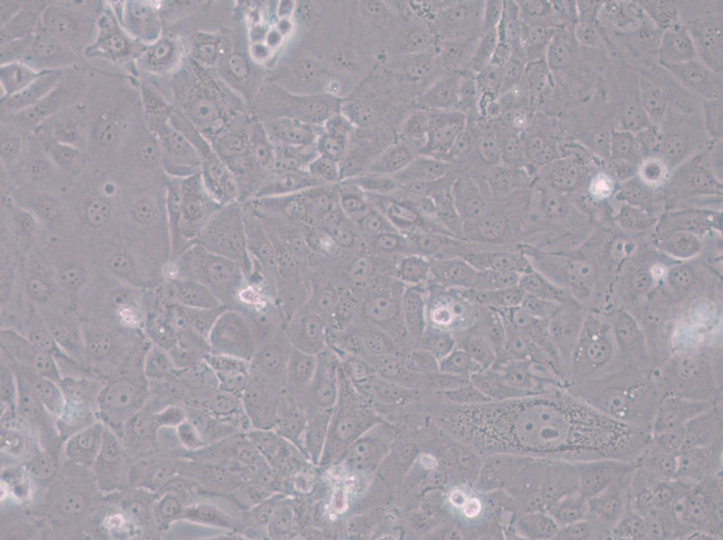 HT-1197 Cell Complete Medium - 6