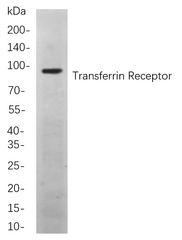 Recombinant Transferrin Receptor Monoclonal Antibody-searchlist-1
