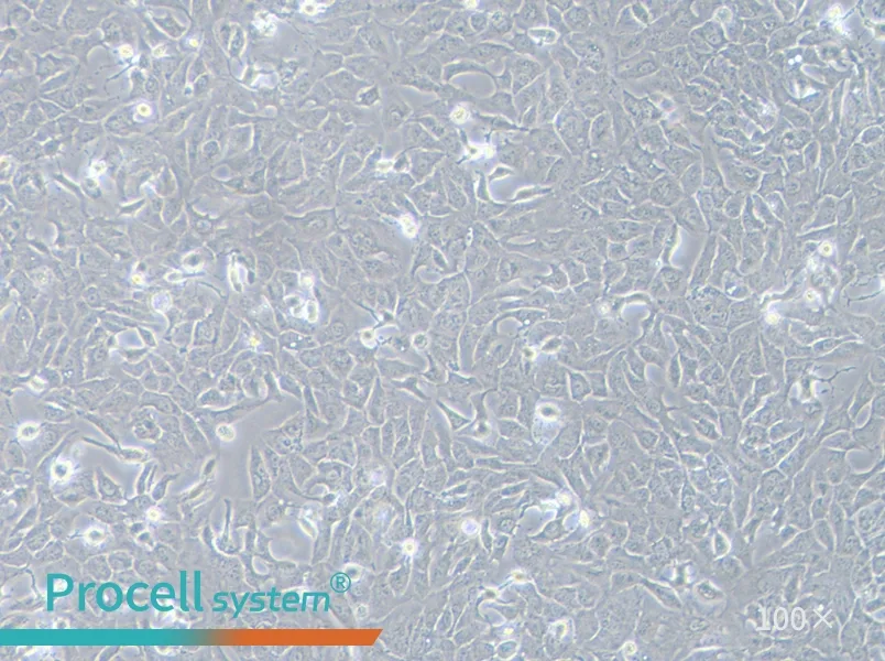 RBE Cell Complete Medium - 3