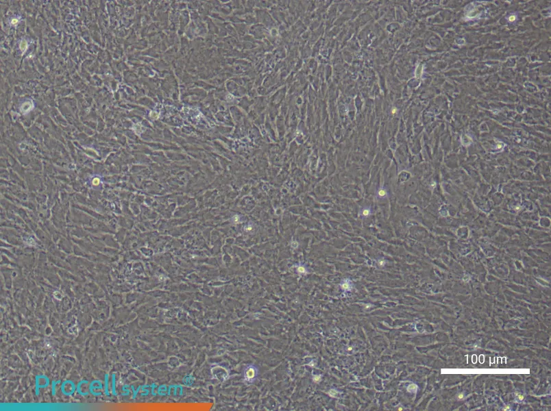 Rat Scleral Fibroblast Complete Medium - 3