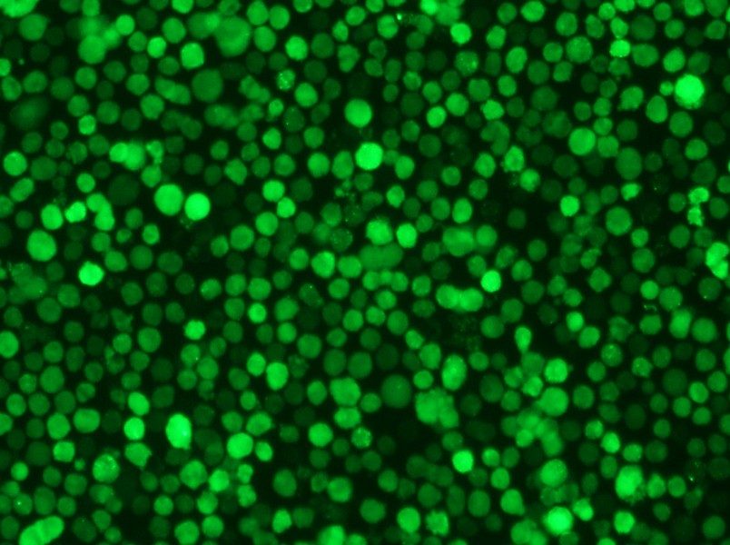 THP-1-GFP Cell Complete Medium - 6