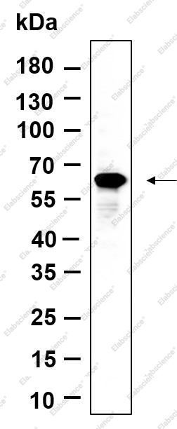 Recombinant FoxO4 Monoclonal Antibody - 1
