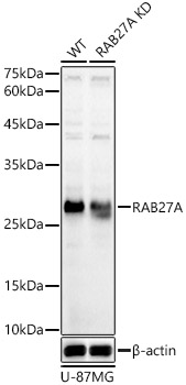 Western blot analysis of extracts from wild type(WT) and RAB27A knockdown (KD) U-87MG(KD) cells using RAB27A Polyclonal Antibody at 1:1000 dilution.