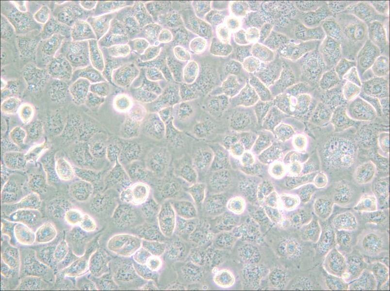 NCI-H661 Cell Complete Medium - small - 5