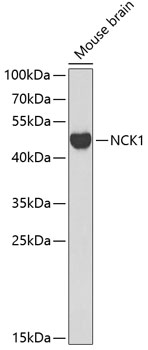 Western blot analysis of extracts of mouse brain using NCK1 Polyclonal Antibody at 1:1000 dilution.